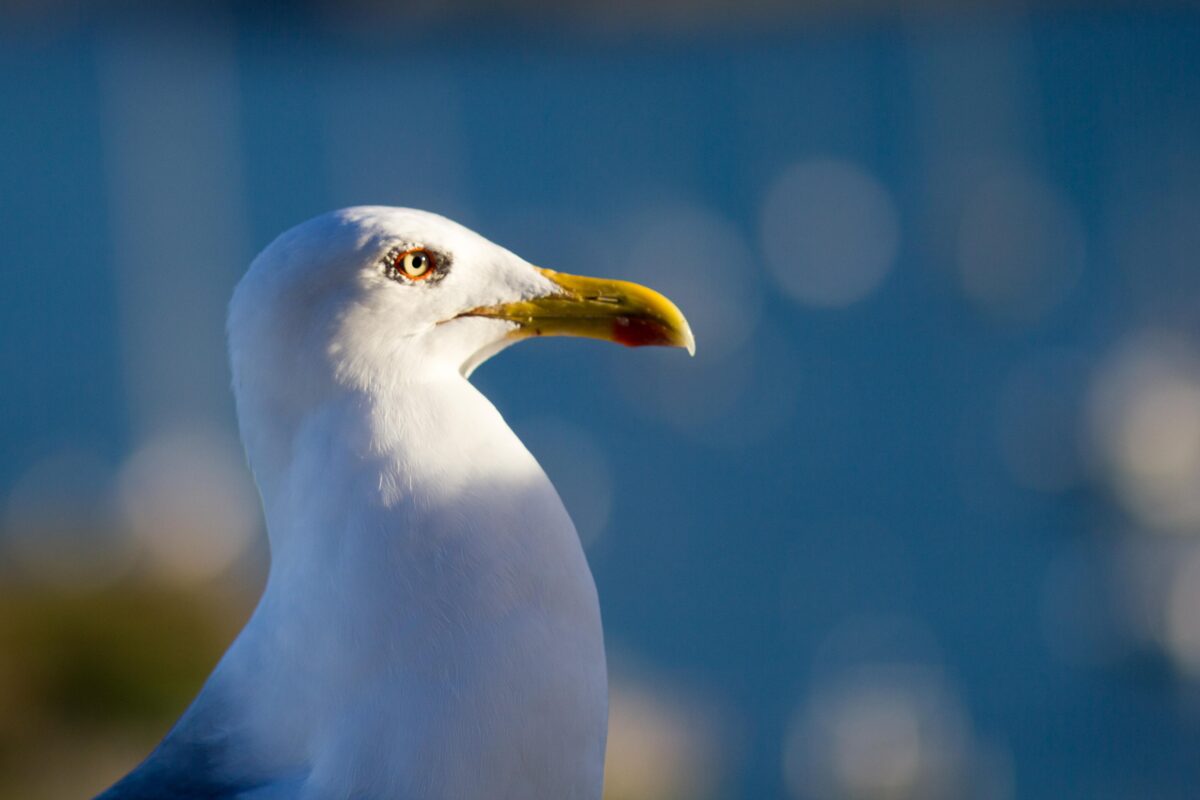 Son las gaviotas amor, las lentas altas gaviotas